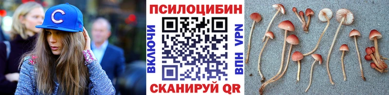 Купить где  Грайворон  Псилоцибиновые грибы прущие грибы 
